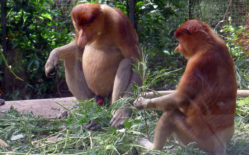 Lok Kawi Wildlife Park